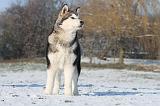ALASKAN MALAMUTE 057